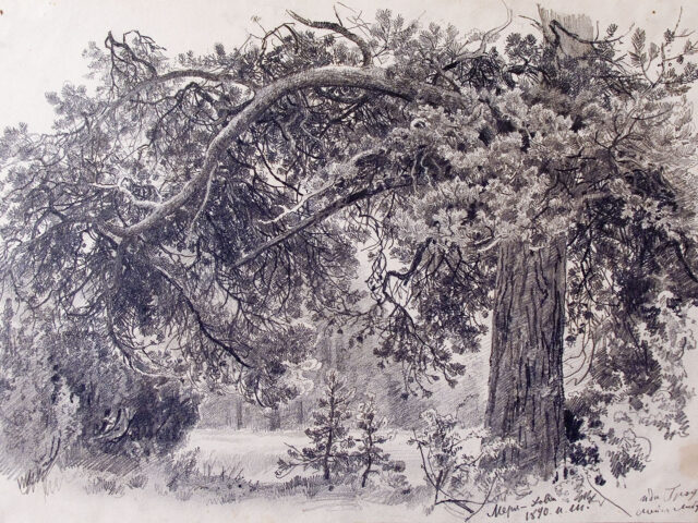 В Петербурге открылась выставка с графикой Шишкина. Она приурочена к 190-летию со дня рождения художника