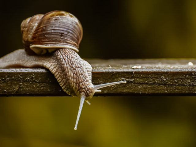 Тихоходки путешествуют верхом на улитках, потому что сами не могут далеко уйти на коротких ножках