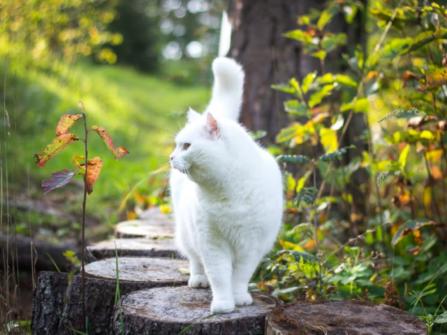 Ученые проследили за домашними кошками и узнали, чем они занимаются на улице