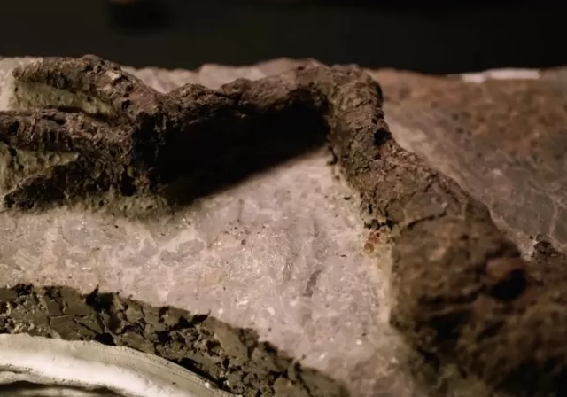 В США нашли окаменелости динозавра, который мог погибнуть в день падения гигантского астероида