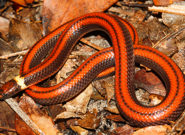 В Парагвае серпентолог выкопал во дворе яму и нашел в ней новый вид змей