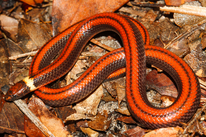 В Парагвае серпентолог выкопал во дворе яму и нашел в ней новый вид змей