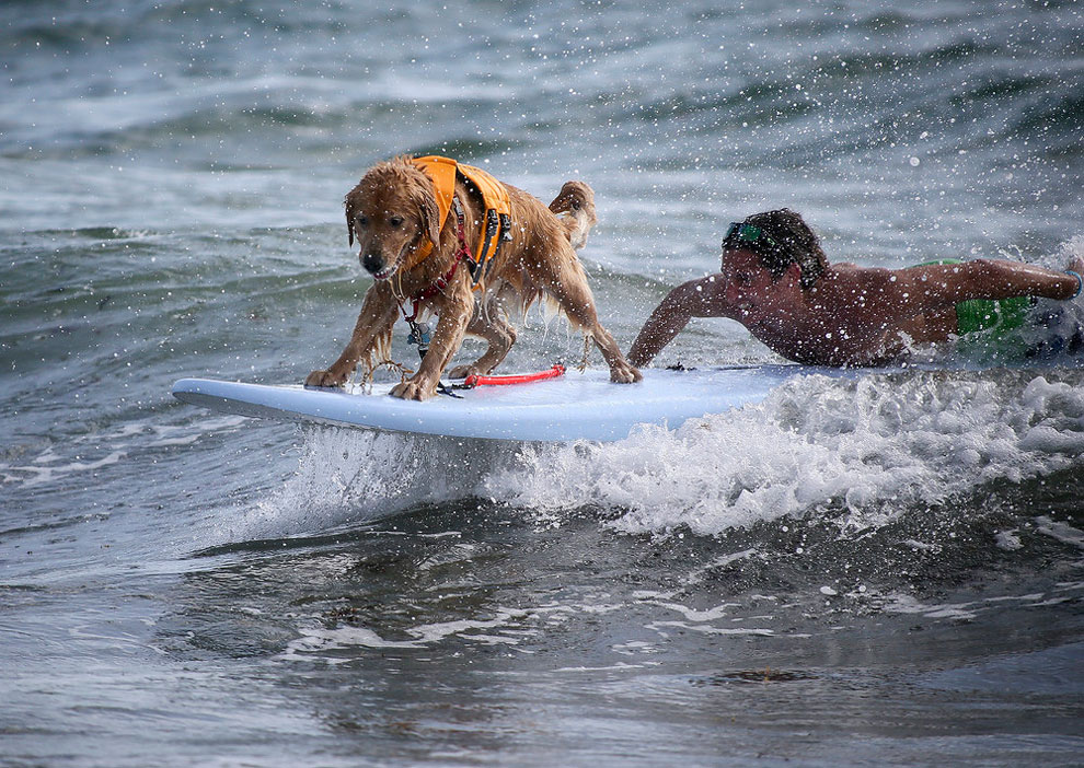 Почему собаки занимаются. Собаки занимающиеся серфингом. Собаки занимаются.