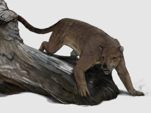 Во Франции нашли окаменелости огромной медведесобаки. Ее назвали в честь мифического великана