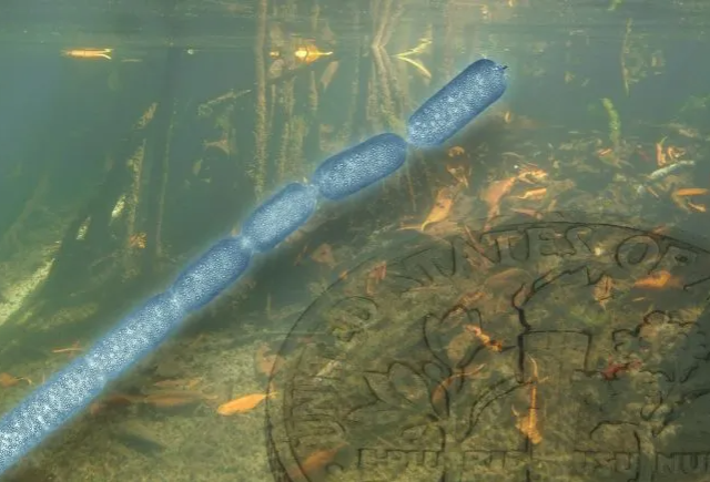 В карибских мангровых лесах нашли крупнейшую в мире бактерию. Она размером с ноготь