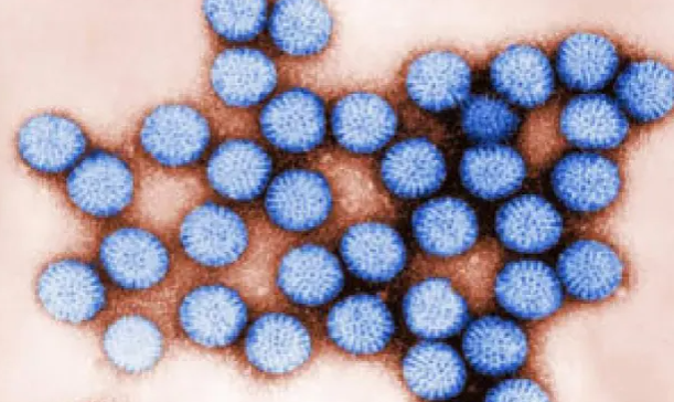 Исследование: микропластик помогает кишечным вирусам выживать в воде
