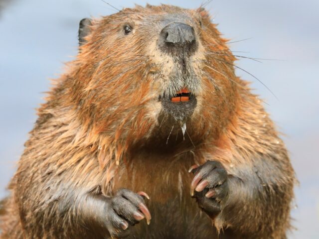 Бобер отключил интернет в нескольких городах Канады