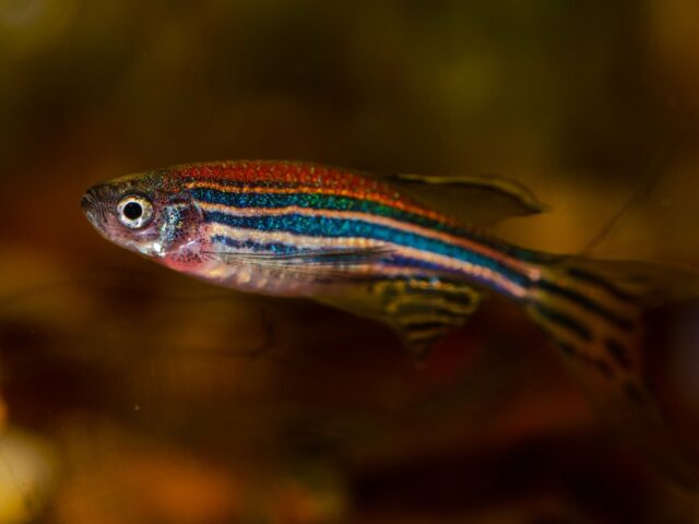 Исследование: аквариумные рыбки умеют считать