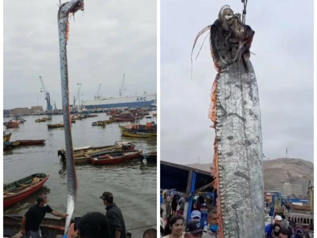 В Чили выловили пятиметрового сельдяного короля — предвестника катастроф