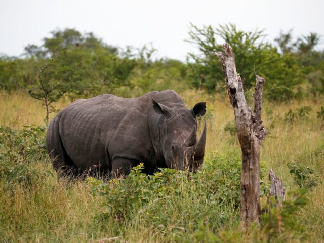 В Мозамбике снова появились носороги, исчезнувшие там 40 лет назад