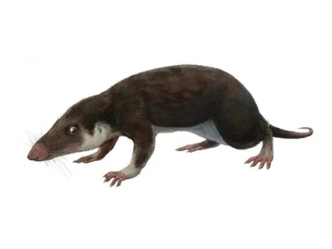 Ученые реконструировали геном общего предка всех млекопитающих