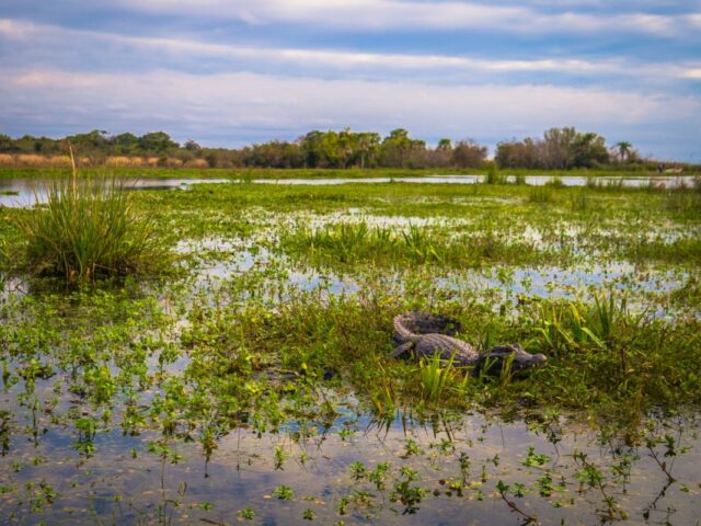 Тропические болота выделяют в десять раз больше метана, чем считалось