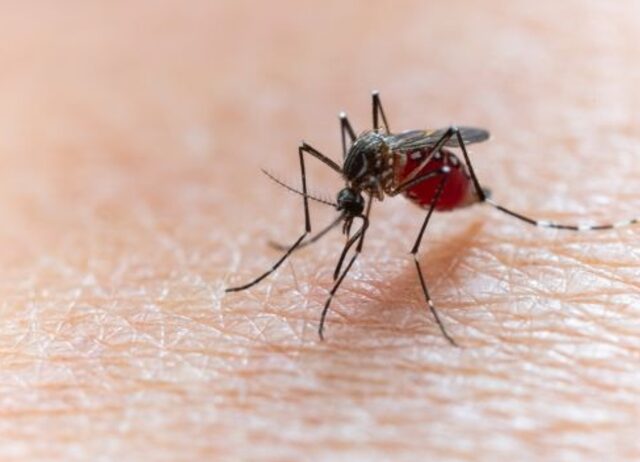 Ученые выяснили, почему одних людей комары кусают чаще остальных