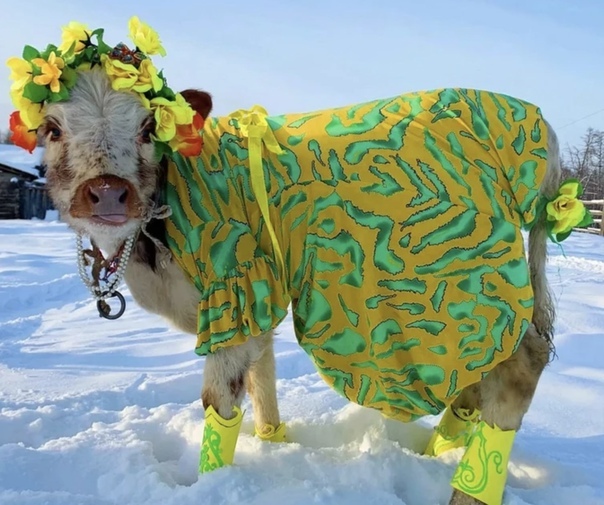 В Якутии прошел конкурс красоты для коров