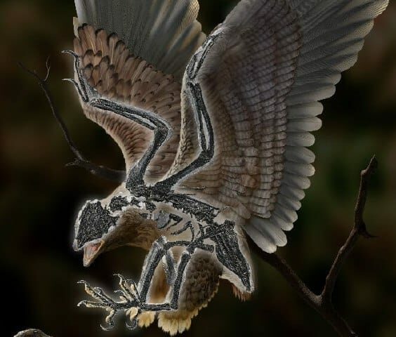 В Китае нашли окаменелую птицу с головой динозавра