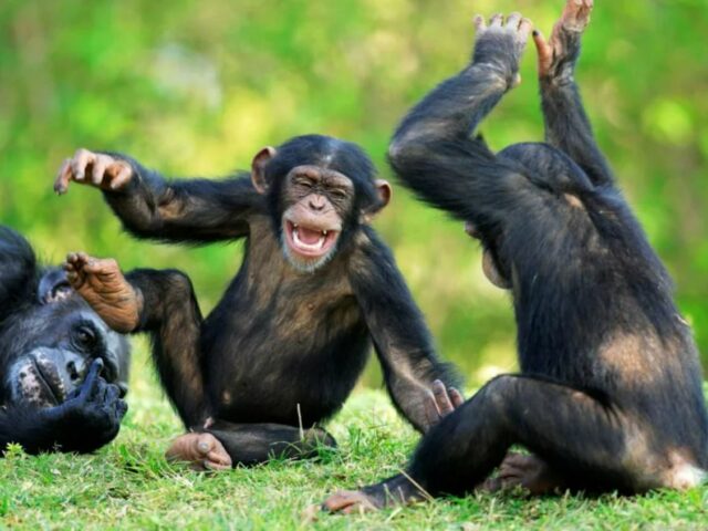 Люди и дикие обезьяны используют общий язык жестов — исследование зоологов