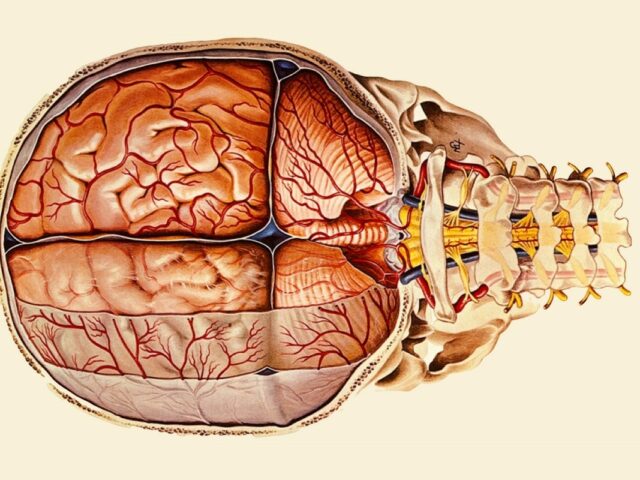 Ученые обнаружили неизвестный ранее защитный слой мозга