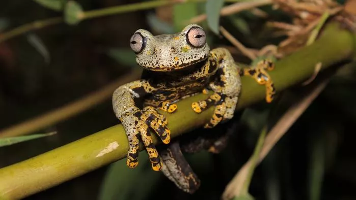 В Эквадоре открыли новую лягушку с розовыми глазами и назвали в честь Джона  Толкина — Нож