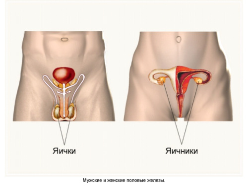 Виды женских оргазмов: вагинальный, клиторальный и маточный