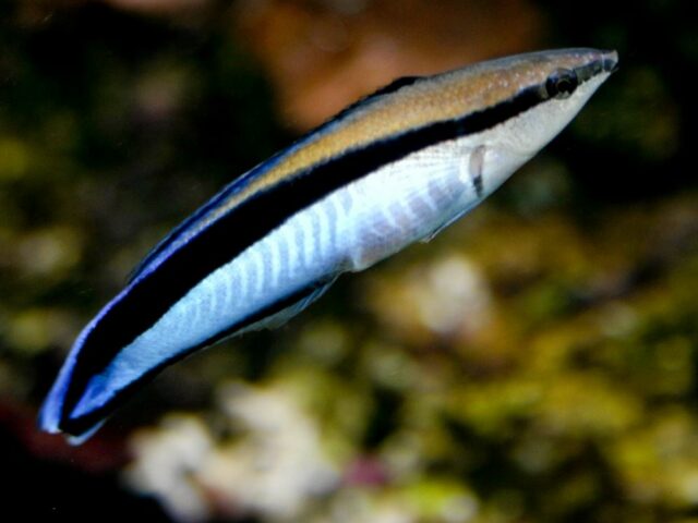 Исследование: рыбы узнают себя в зеркале и даже на фотографии