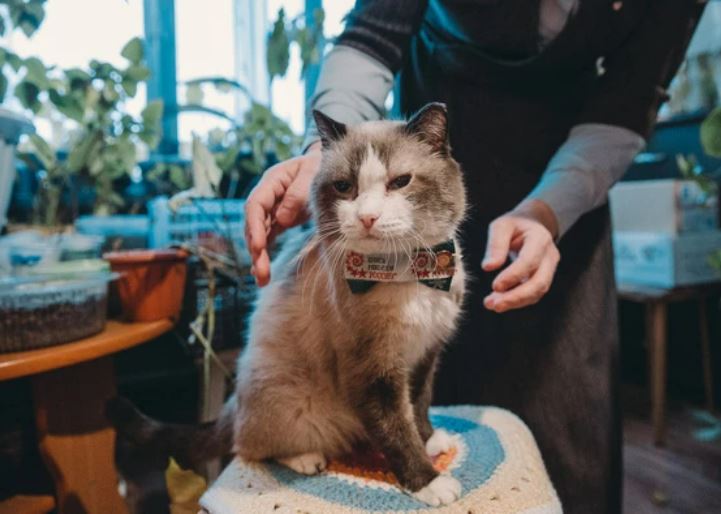 Самый старый кот России умер в возрасте 26 лет