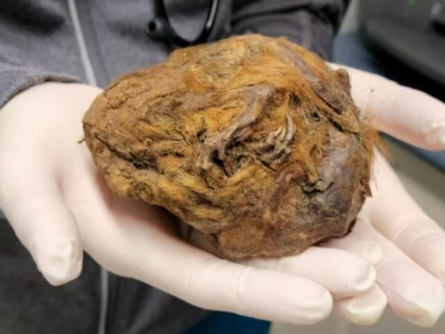 В Канаде нашли арктического суслика из ледникового периода. Ему 30 тысяч лет