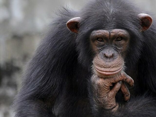 Исследование: обезьяны умеют тщательно обдумывать решения и выбирать самое оптимальное из них