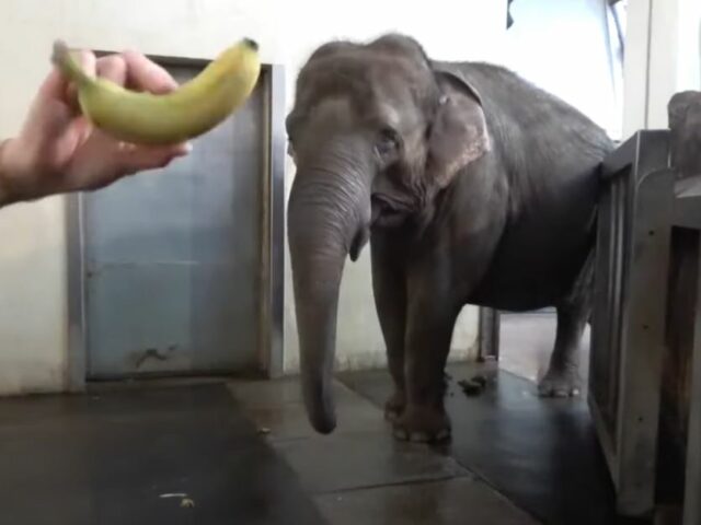 Видео дня: слоны научились чистить бананы хоботом