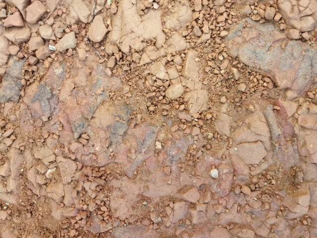 Палеонтологи-любители нашли остатки древнего парейазавра на берегу Вятки