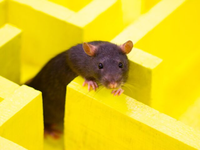 Экспериментальная вакцина против болезни Альцгеймера замедлила симптомы у животных