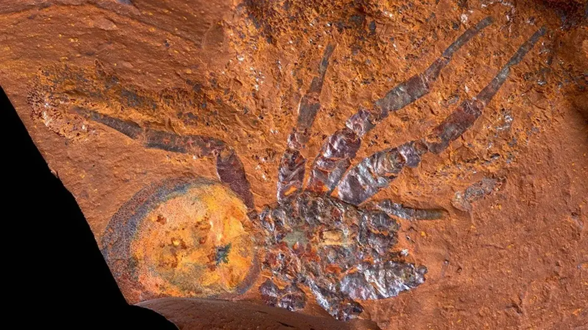 В Австралии нашли уникальную окаменелость гигантского паука