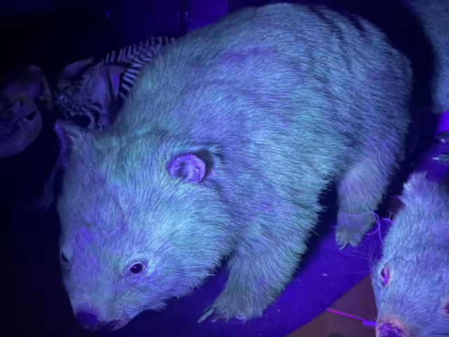 Зоологи обнаружили, что почти все млекопитающие светятся в ультрафиолете