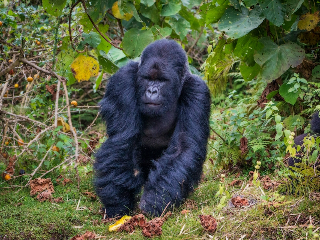 Исследование: горные гориллы стараются не спариваться с родственниками