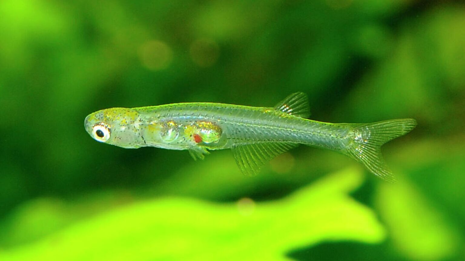 Ихтиологи выяснили, как сантиметровая рыбка издает звуки, сравнимые с шумом самолета