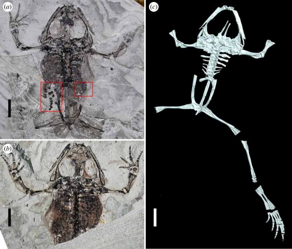 В Китае нашли самые древние останки лягушки в мире. Она умерла во время  спаривания — Нож