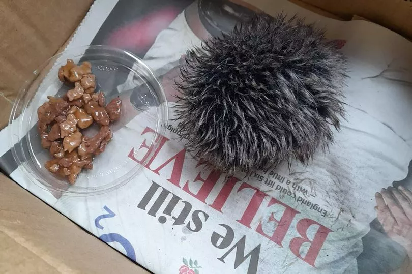 В Британии женщина приняла помпон от шапки за ежа и отнесла его ветеринарам