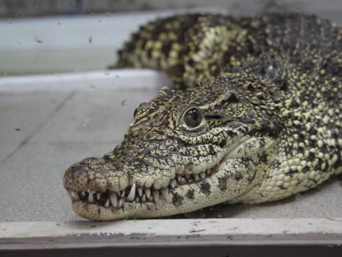 На Кубе бездомные кошки сбиваются в банды и убивают редких крокодилов