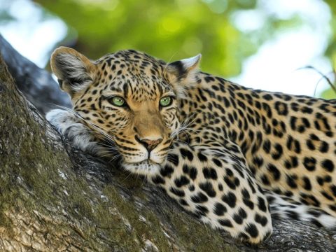 Ученые нашли древнейшую каменную ловушку на леопарда. Ей больше 6000 лет