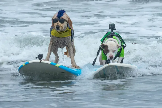 Фото дня: в США прошел чемпионат мира по серфингу среди собак