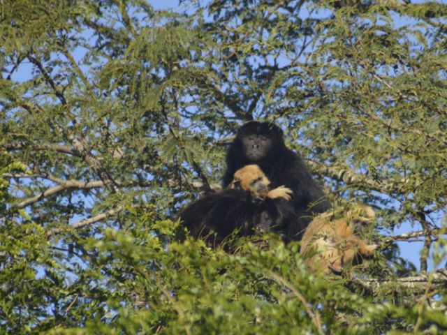 Учёные в Аргентине узнали, что самцы чёрных ревунов заботятся о детёнышах-сиротах