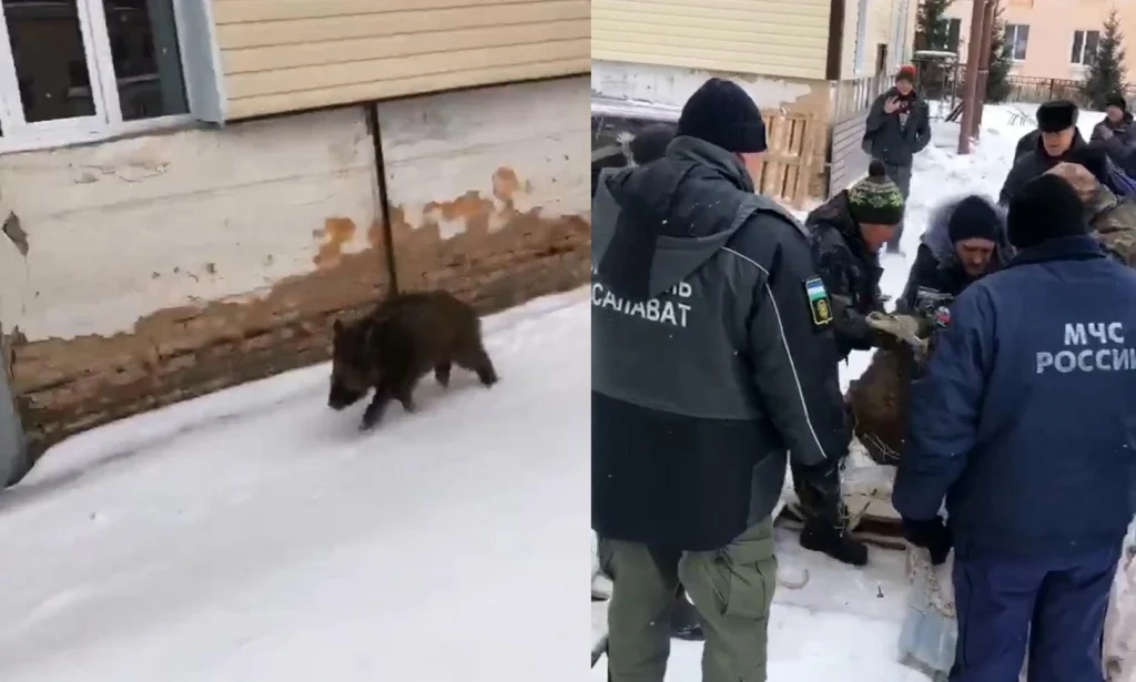 В Башкортостане спасатели провели операцию по ловле кабана, заблудившегося в школе