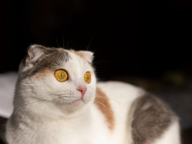 Исследование: кажется, кошки могут узнать хозяина по запаху