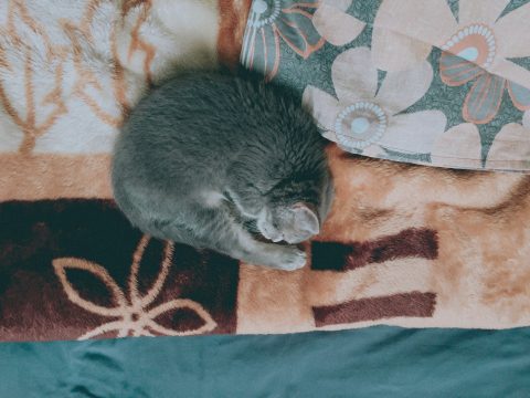 Исследование: почему кошки предпочитают спать на левом боку?
