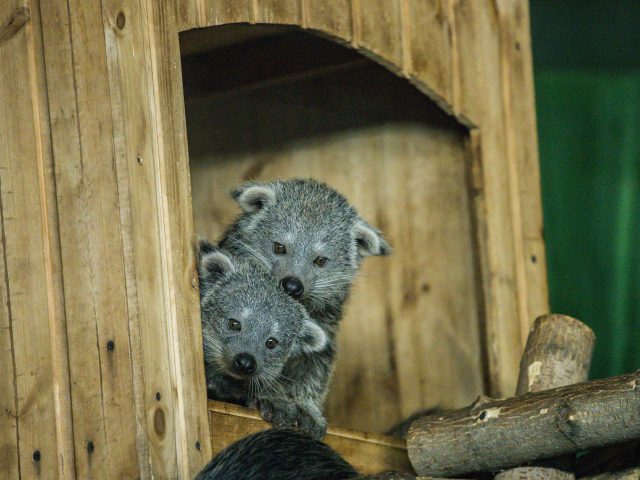 В российском зоопарке впервые родились краснокнижные детеныши «кошачьих медведей»