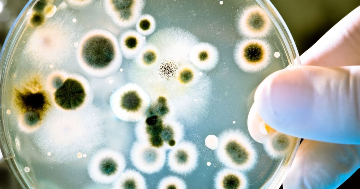 Ученые из СПбГУ разработали программу для быстрой диагностики инфекций