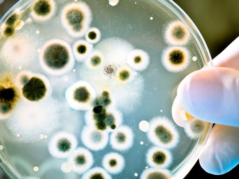 Ученые из СПбГУ разработали программу для быстрой диагностики инфекций