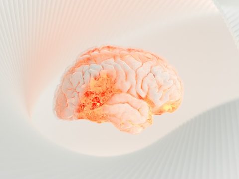 Ученые обнаружили белок, который может регулировать старение мозга
