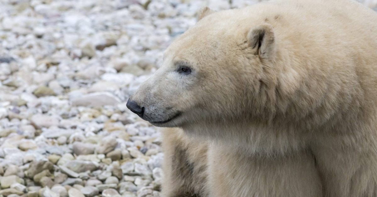 Российские ученые нашли в арктических морях частицы, появляющиеся из-за износа автомобильных шин
