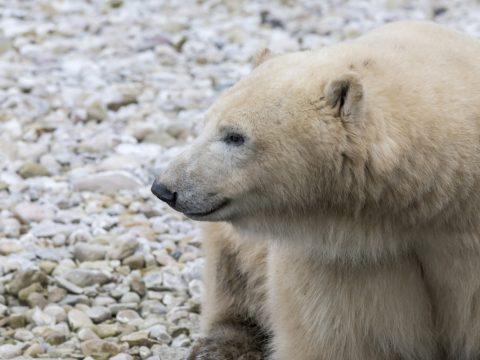 Российские ученые нашли в арктических морях частицы, появляющиеся из-за износа автомобильных шин