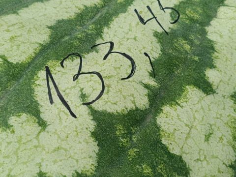 Житель Калуги вырастил самый большой арбуз в России